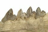 Fossil Primitive Whale (Pappocetus) Jaw - Morocco #227169-3
